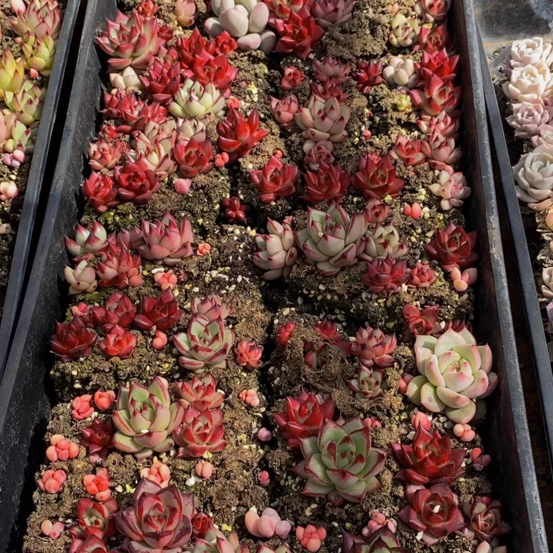 776多肉植物保护研究所所长