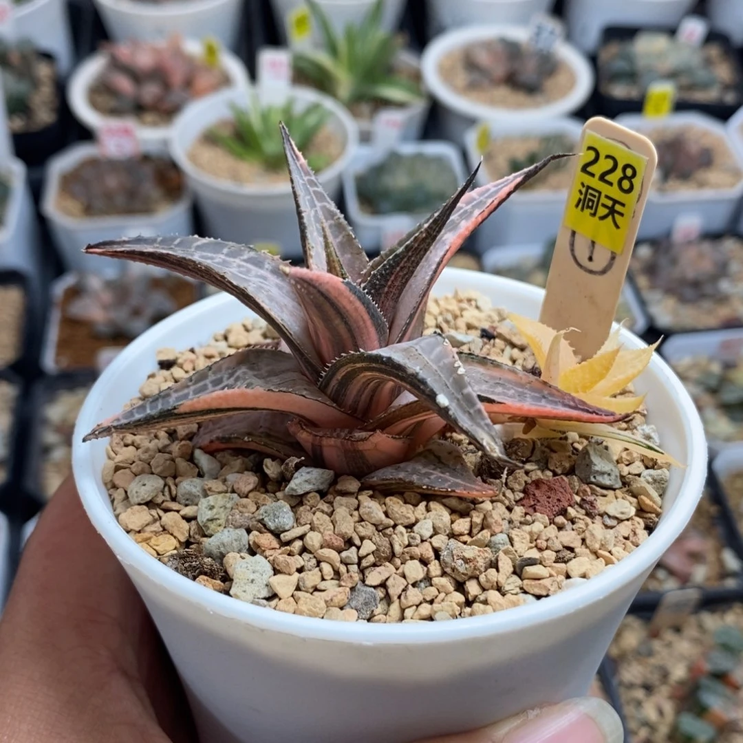 228龙鳞锦一物一拍脱土发货