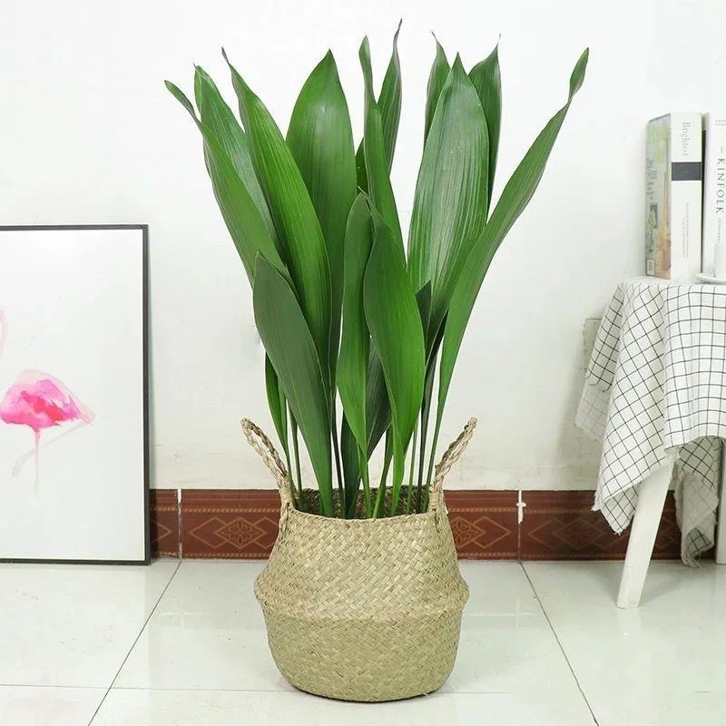 室内客厅四季常青一叶兰绿植盆栽净化空气好养活落地植物