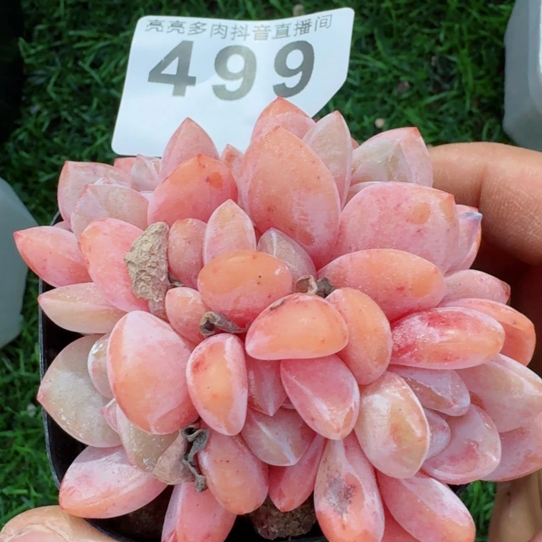 果奶群生         多肉植物