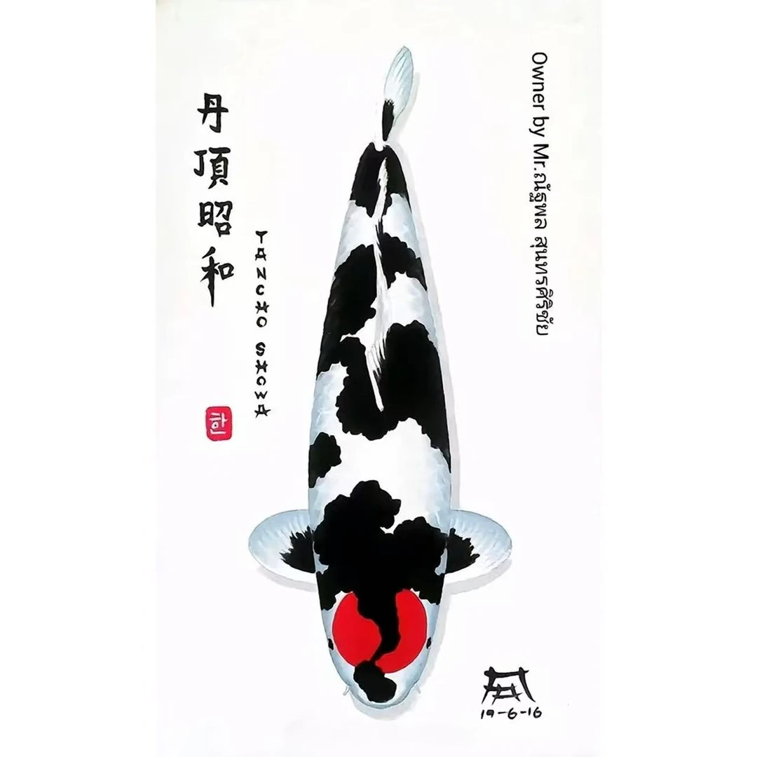纯种锦鲤鱼活鱼观赏鱼冷水淡水金鱼好养耐活