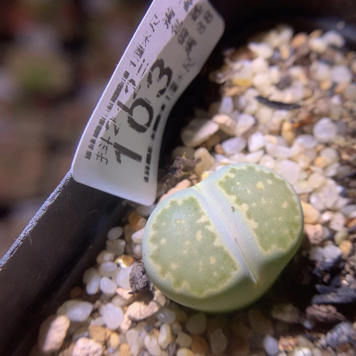 精品生石花212.103高特