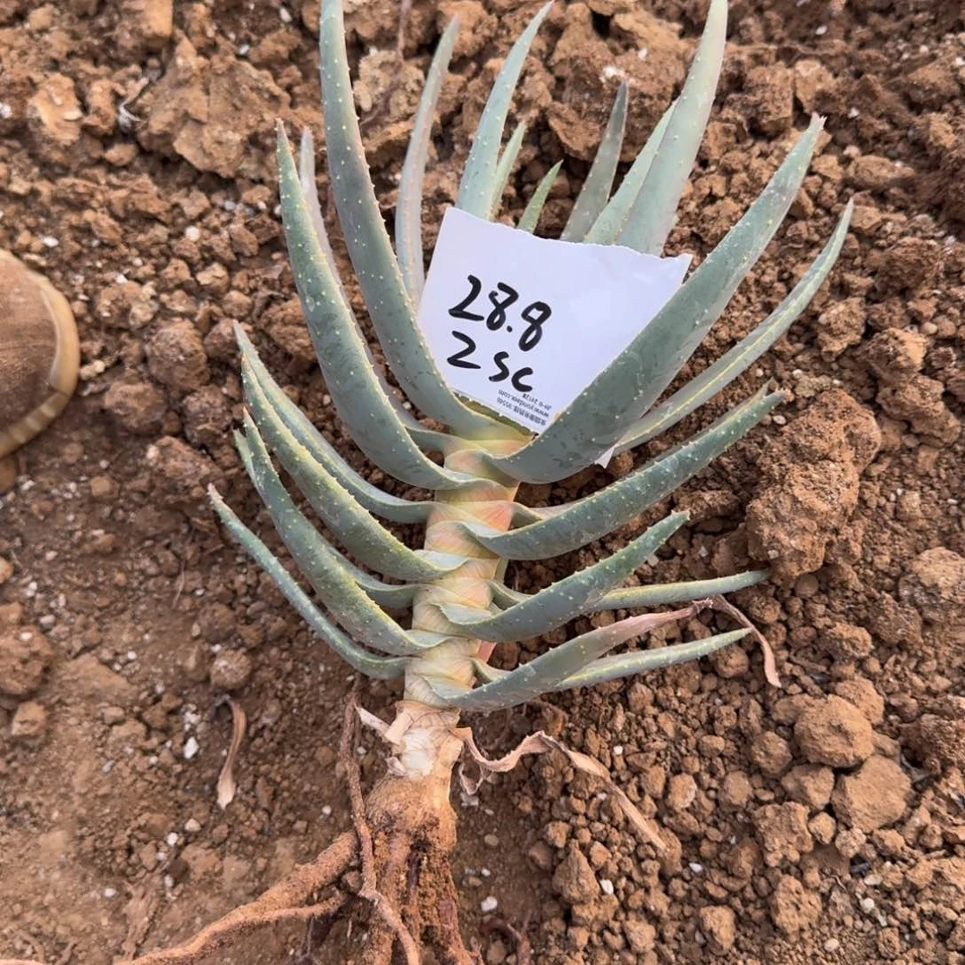 z***c二歧芦荟一物一拍多肉