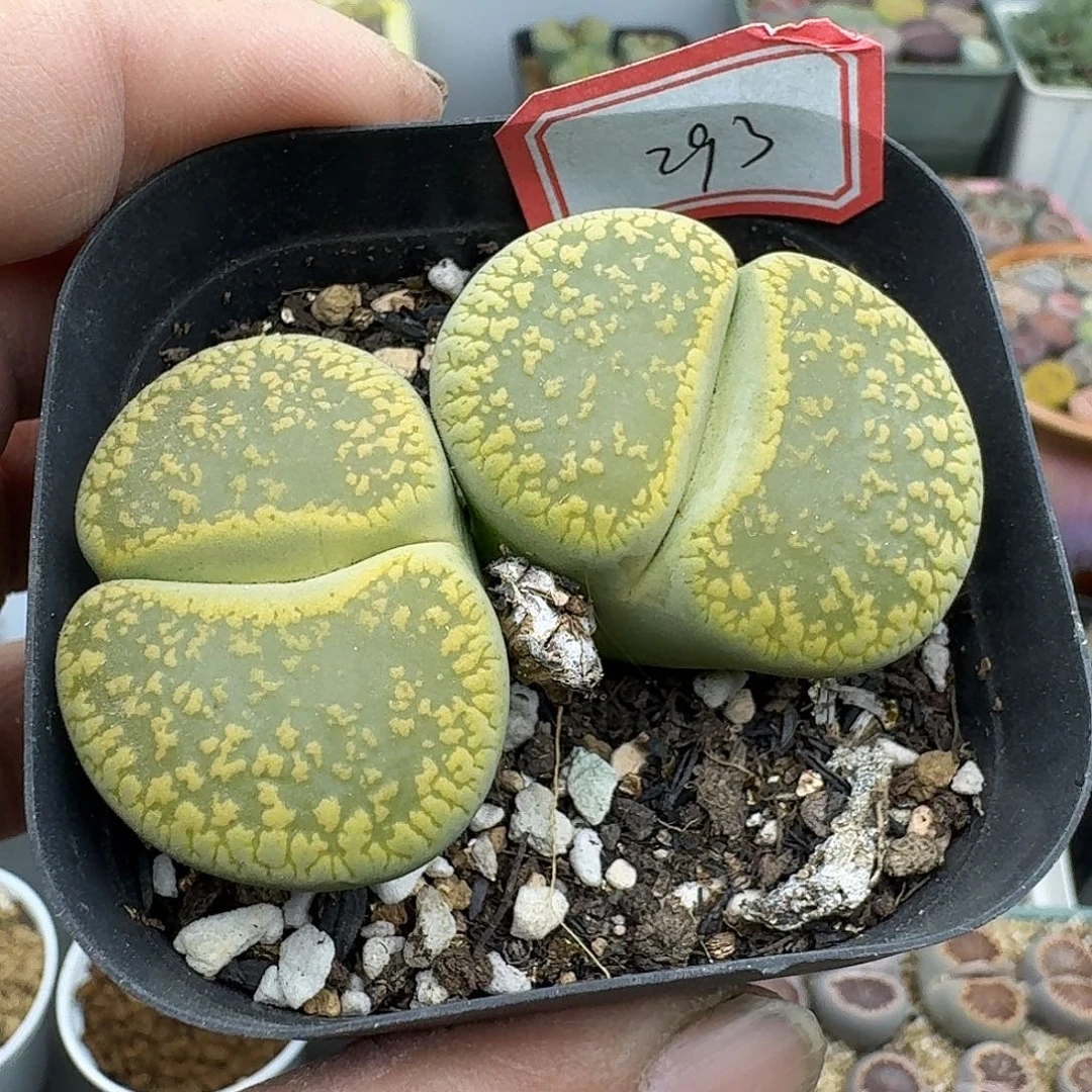 293大双头黄日轮哈哈哈哈