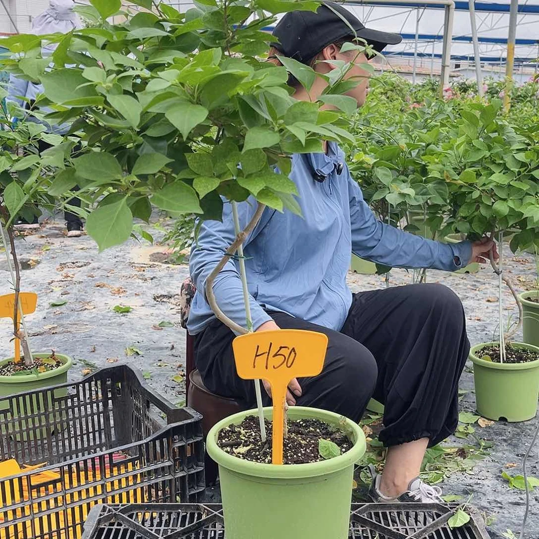 荒***完全开放H50佩德罗棒棒糖