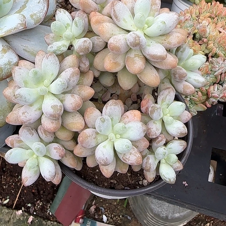 青蛙王子儿童牙膏11