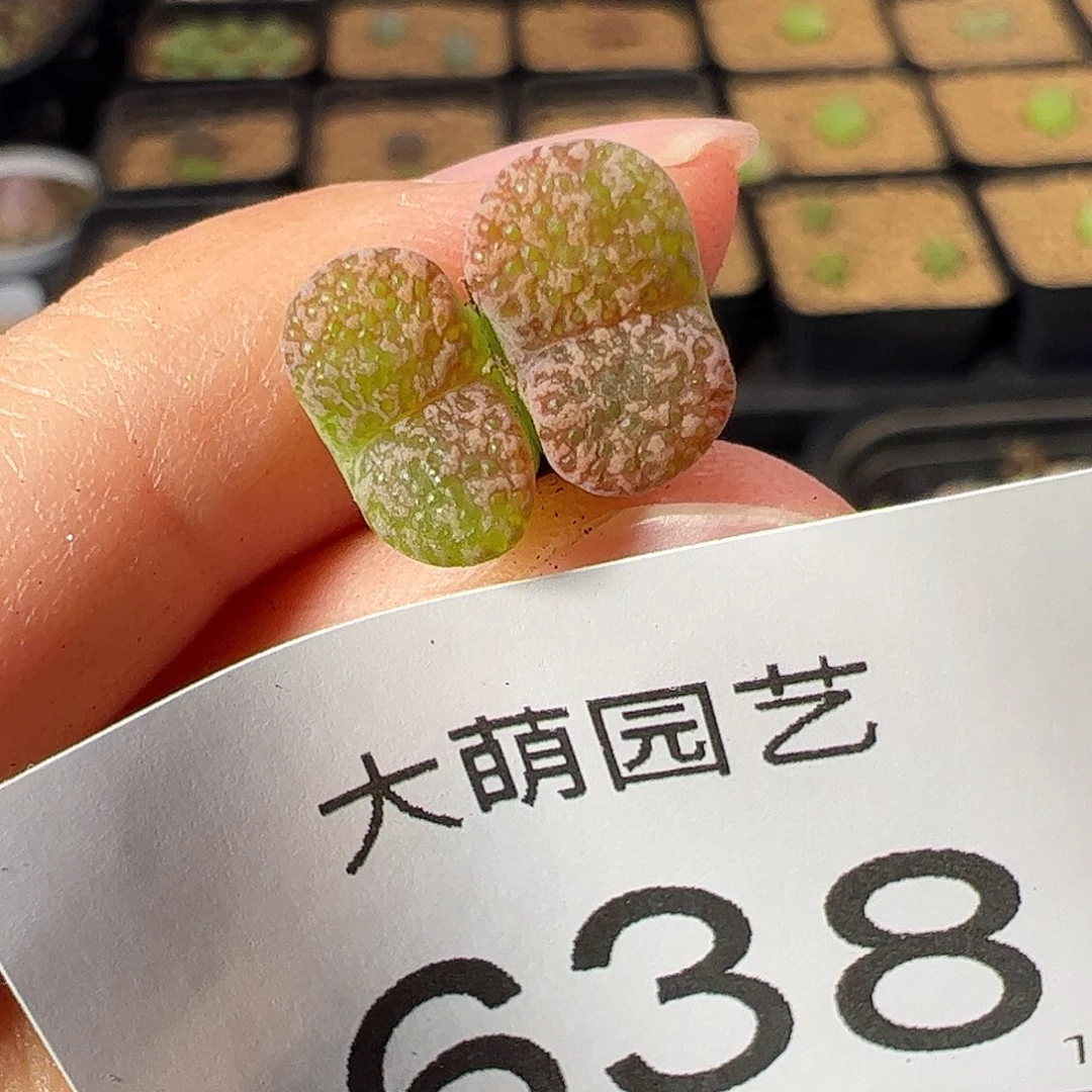 1444.222鸟哈尼       638