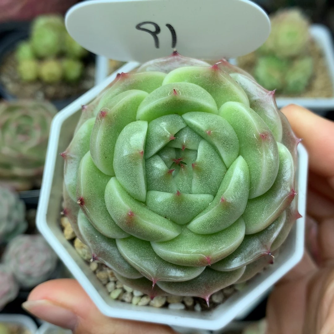 定繁流光麦秆单头91