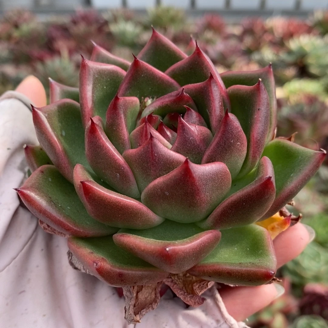 无花朵360 号东云系多肉植物