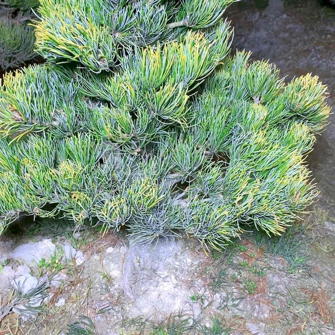 【闪购商品】无花朵静*林地苗盆景不退不换