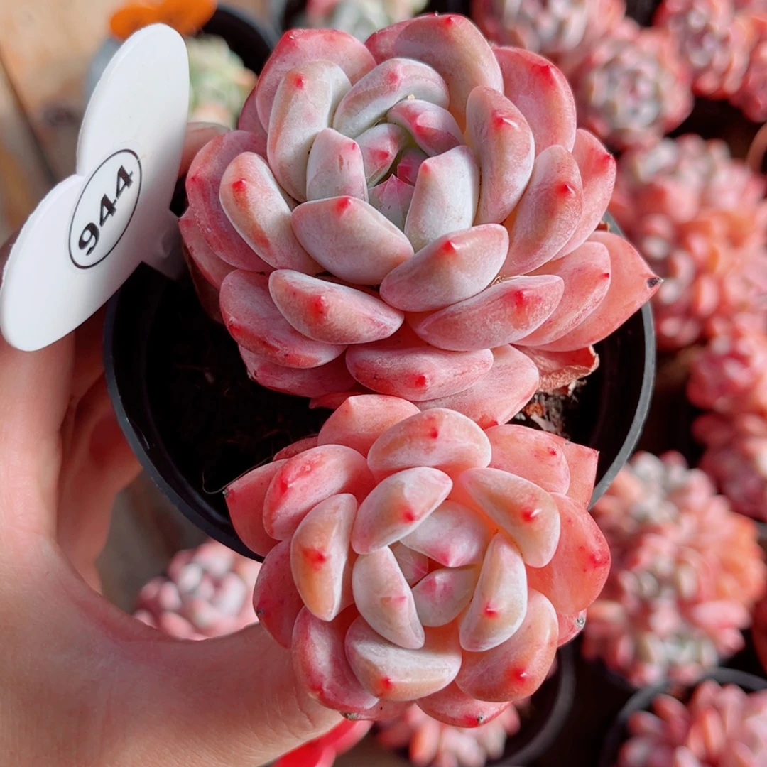 944号小老桩橙梦露双头