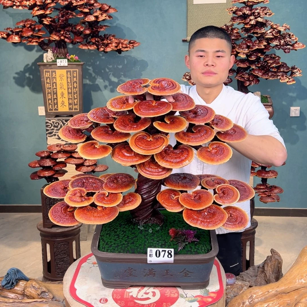 无花朵808088888888