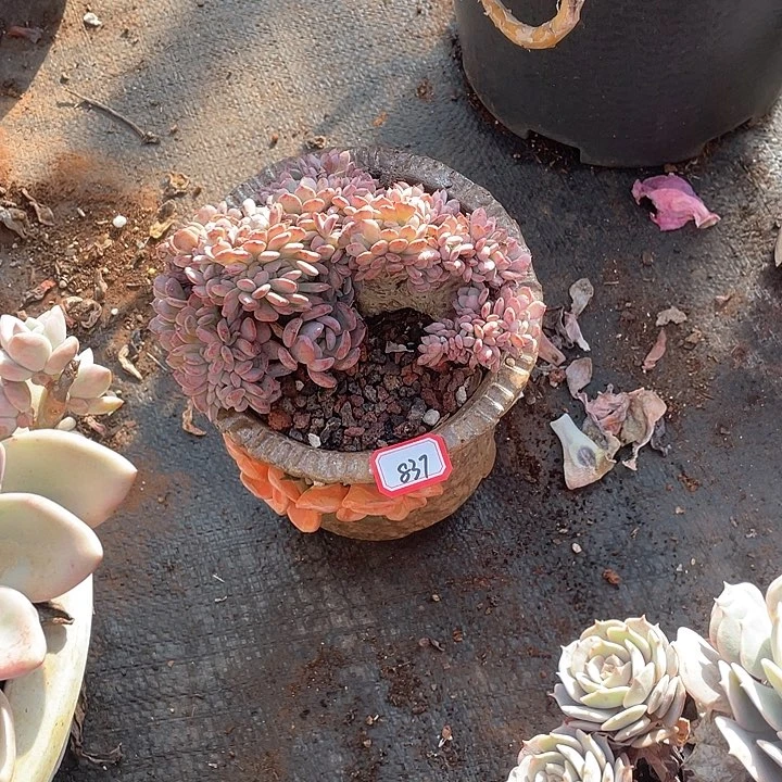 837玛瑙缀 一物一拍多肉