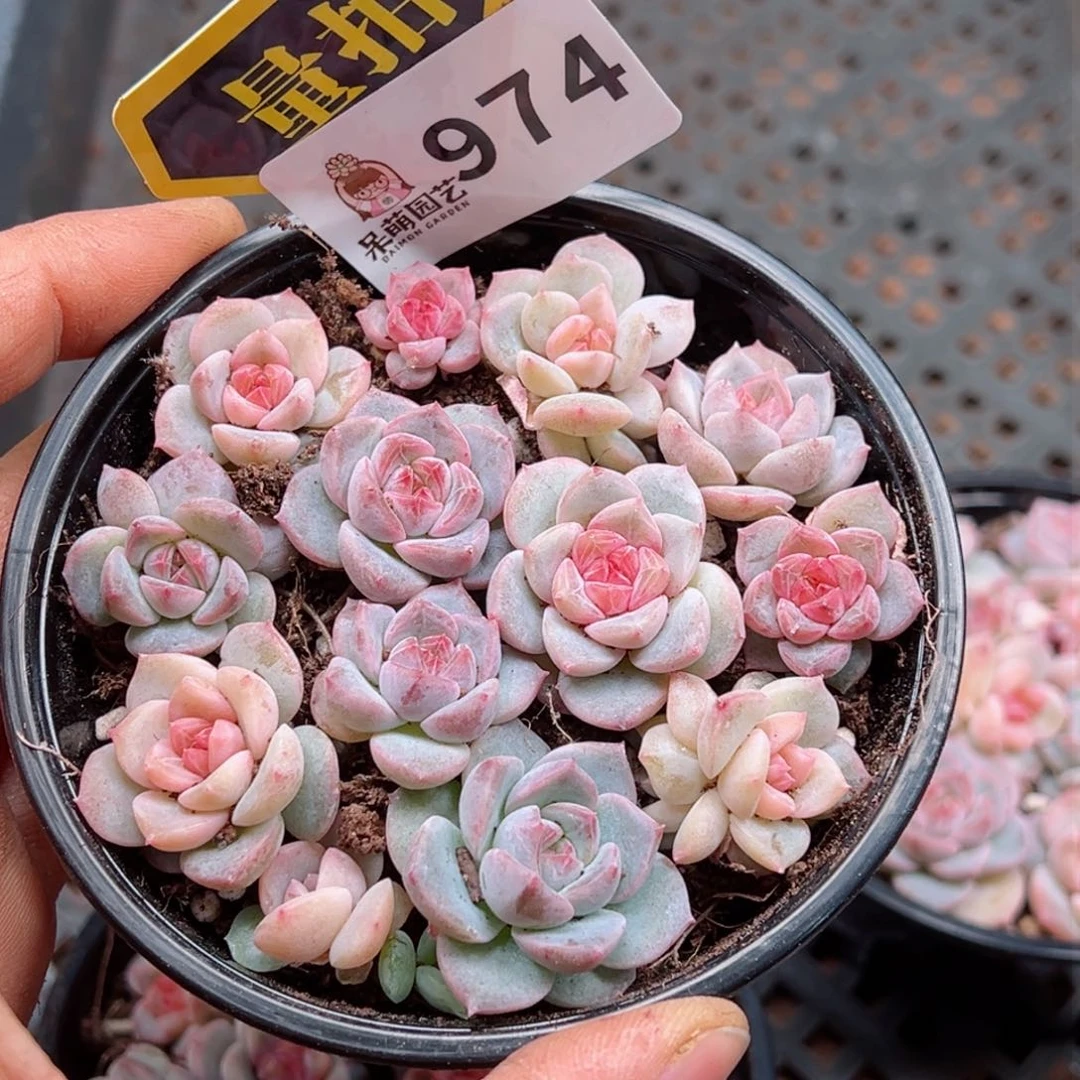 多肉植物多肉植物