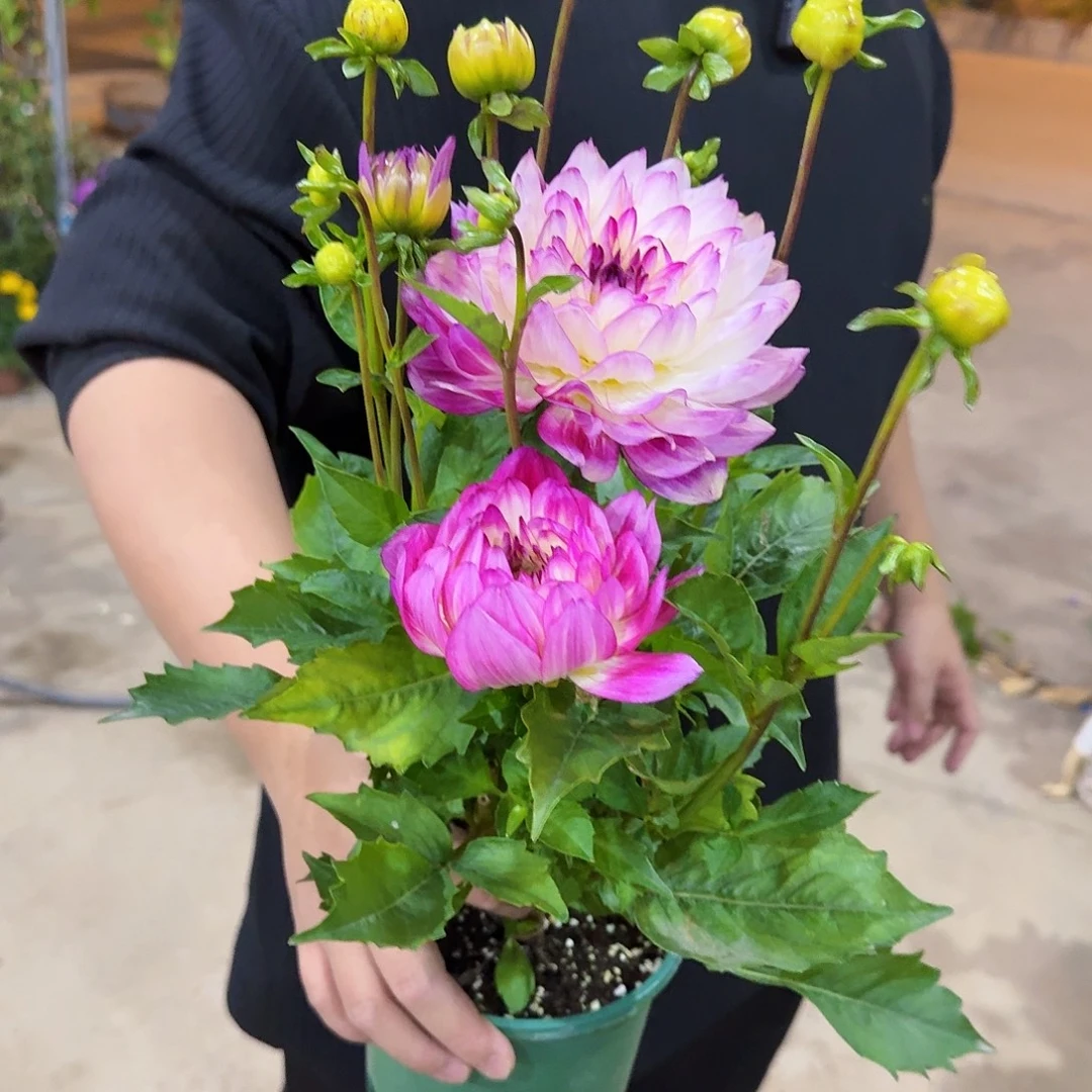 完全开放荷花色小丽花