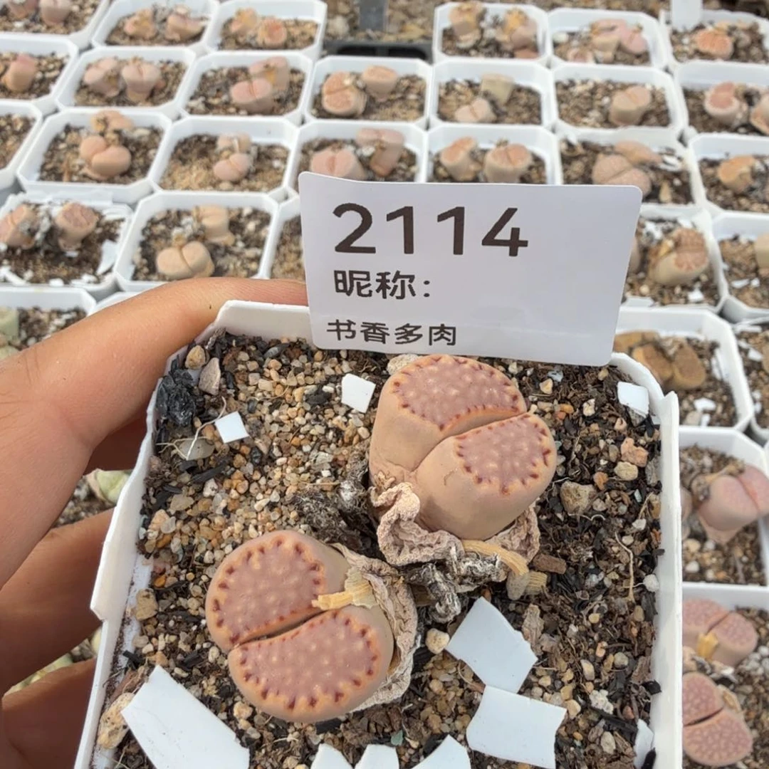 ぃ***迪多肉植物多肉植物多肉植物