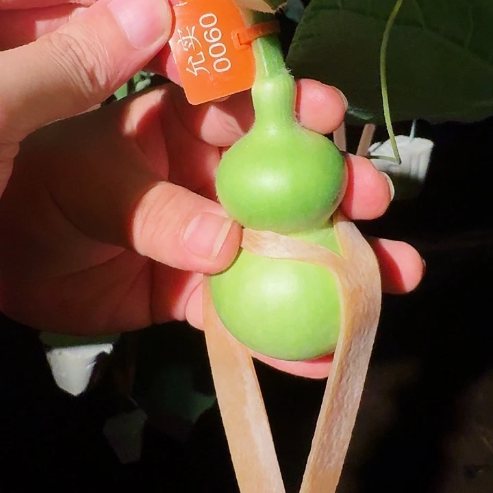 1**70060文玩葫芦