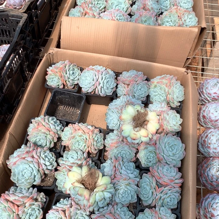 3头起老桩冰玉群两单包邮