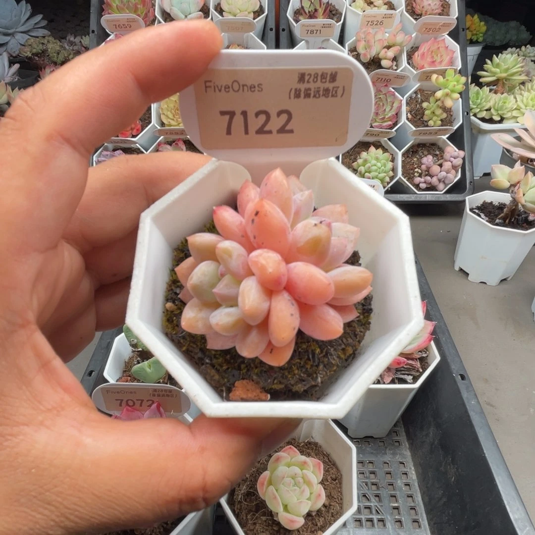 7122op冰玉5.0厘米