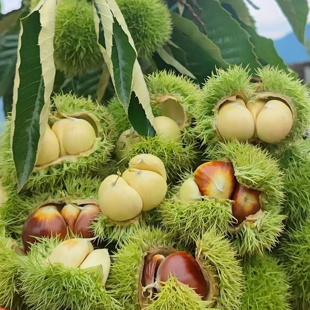 信阳带刺板栗苞新鲜嫩板栗清甜脆口即食白皮易剥外皮当季水果