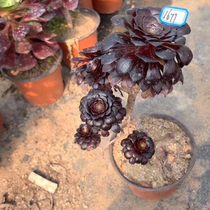 墨铜1677法师多肉