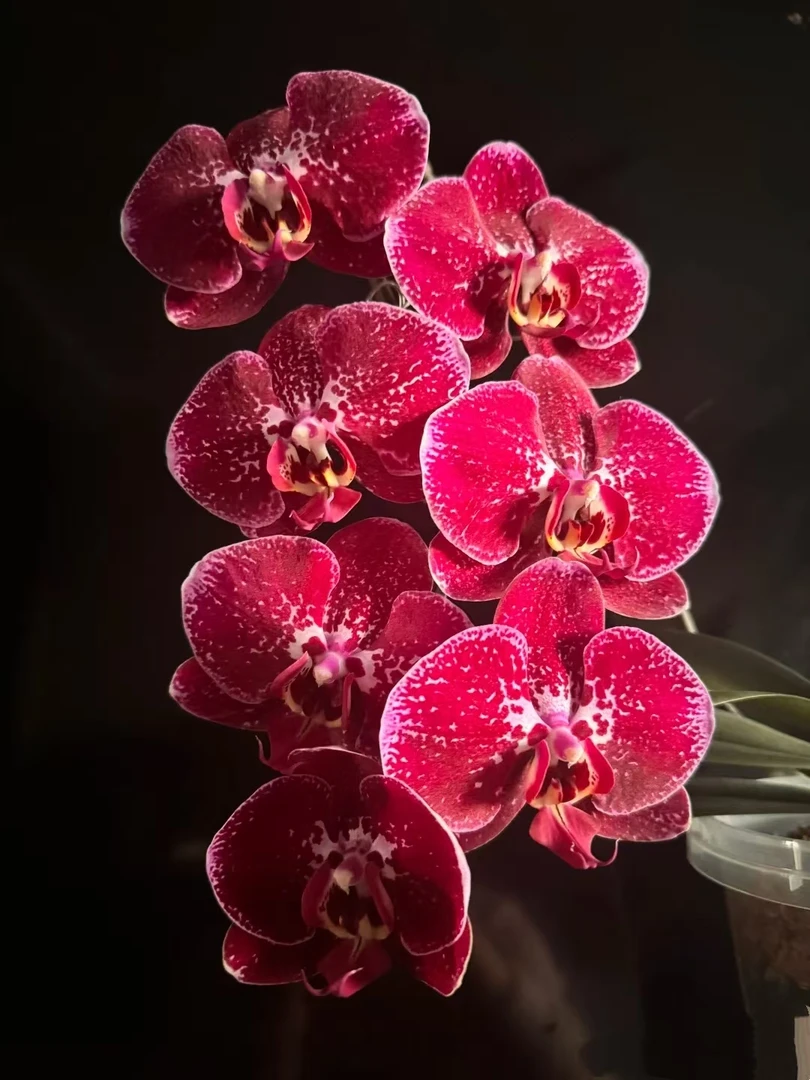 【带花剑】夜光兰兰花蝴蝶兰大花带花剑2.8寸杯（花剑小）