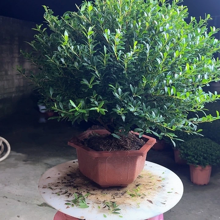 完全开放用****9赤楠