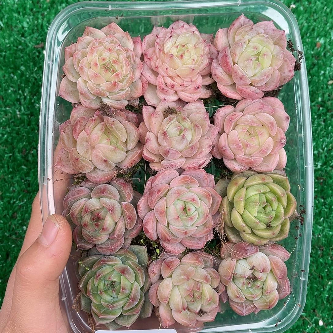 多肉一物一拍26-130