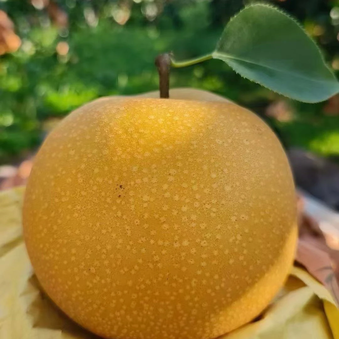 正宗秋月梨新鲜现摘当季水果脆甜多汁产地直发