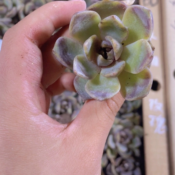 60精品水晶玫瑰2颗一组