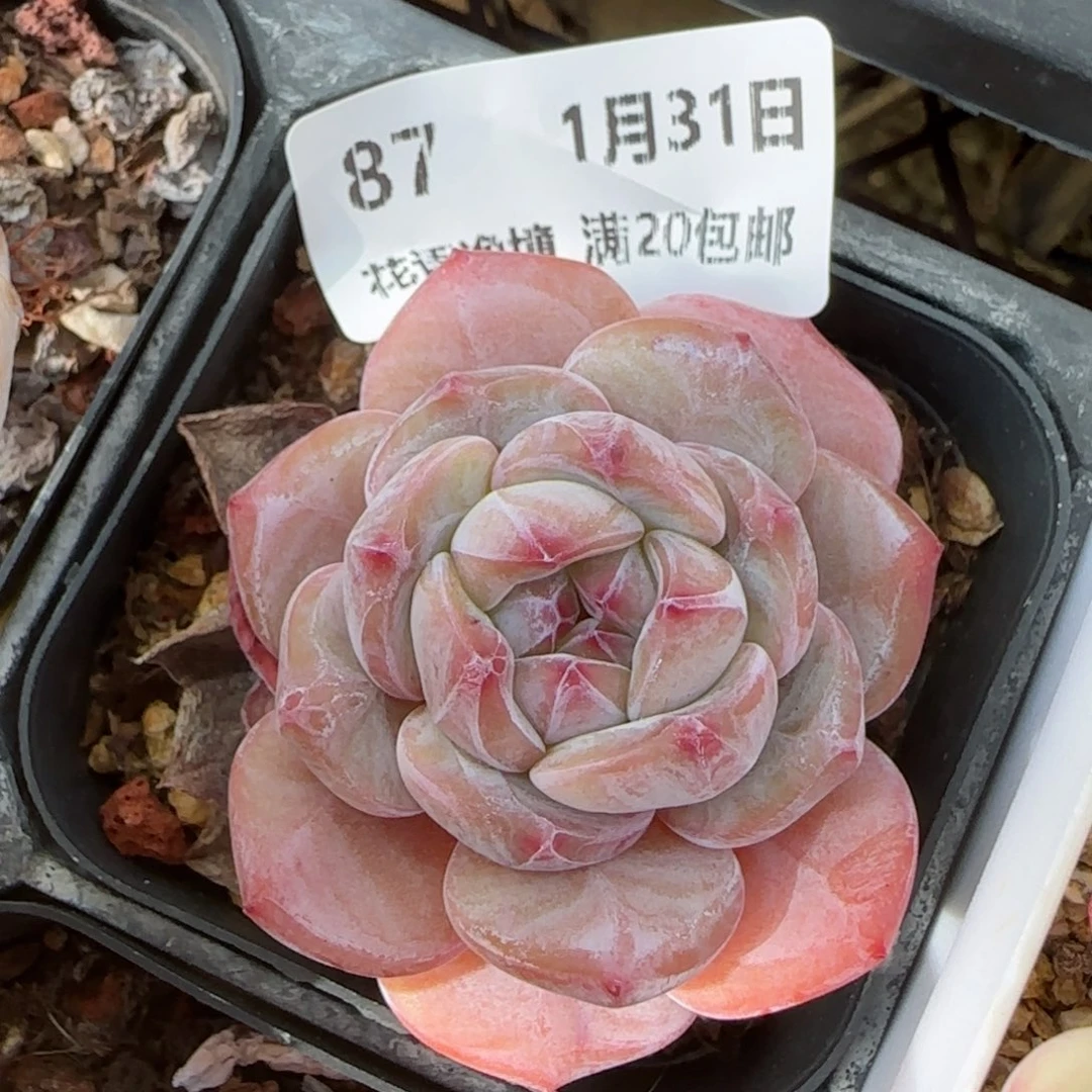花语逸境0131-87