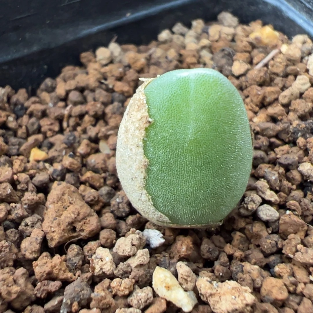 1-07肉锥多肉植物
