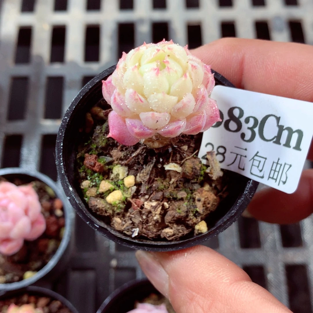 5厘米盆精控多肉083