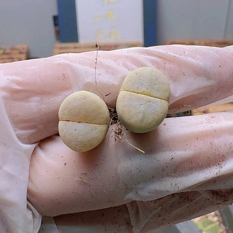 小**?2284猪皮脱土发货特价