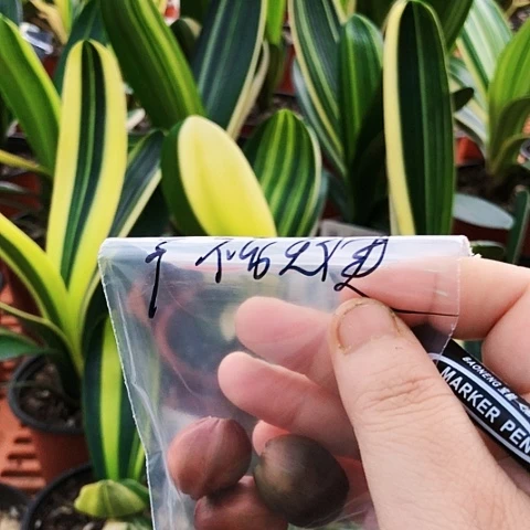 【闪购商品】?****?