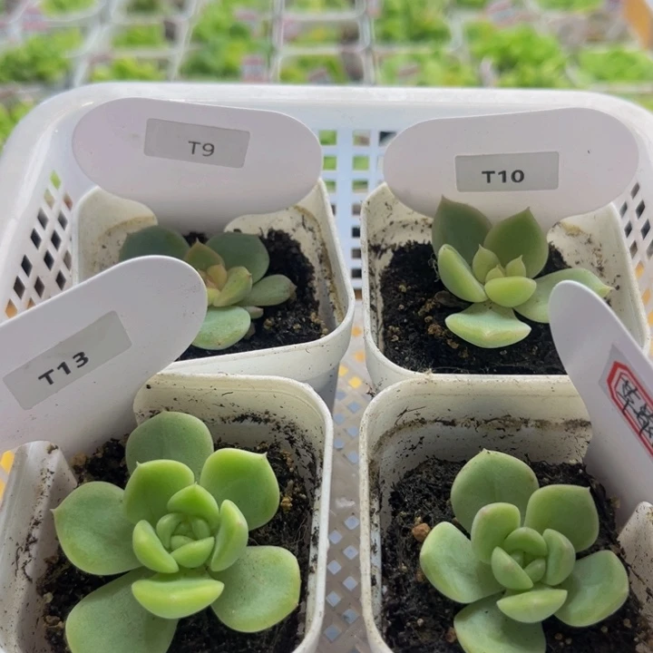 T9 ，t10 ，t13，草莓布丁