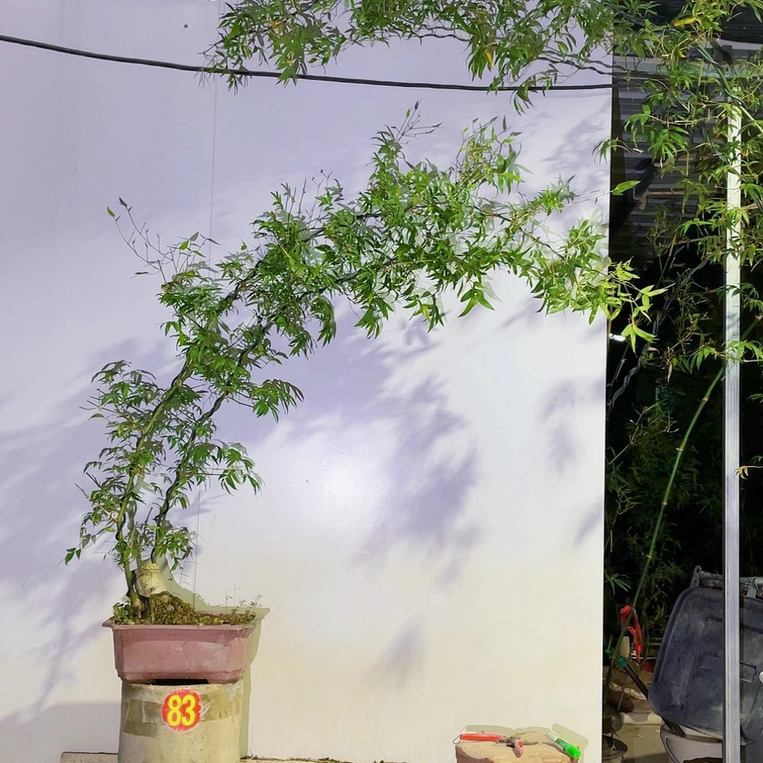 无花朵小叶簕竹熟桩塑料盆包邮