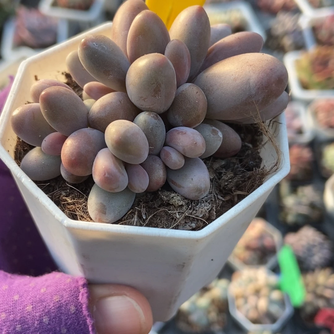 857红手指多肉植物