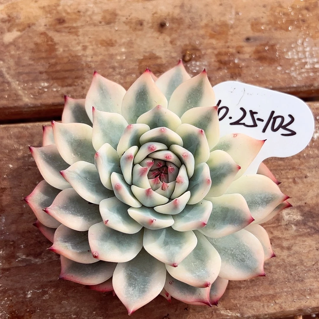 1025-103吉娃娃锦