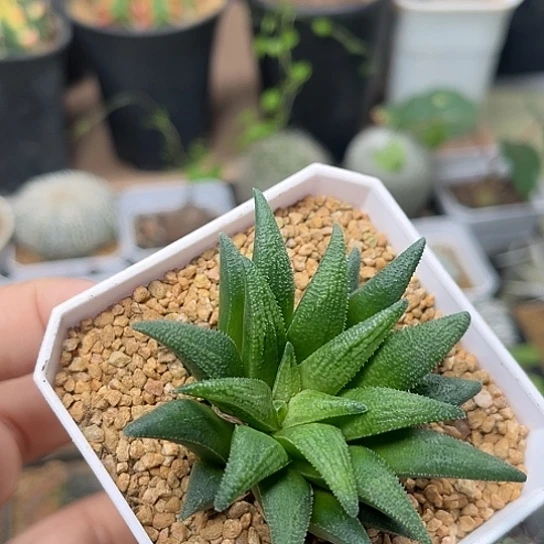 无花朵群鲛大型6.4cm