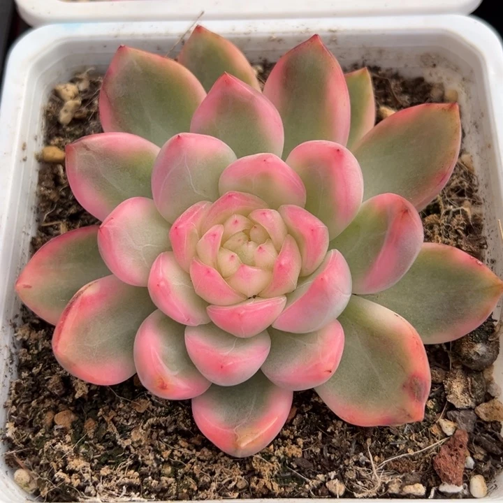 冰月亮锦一物一拍锦龙