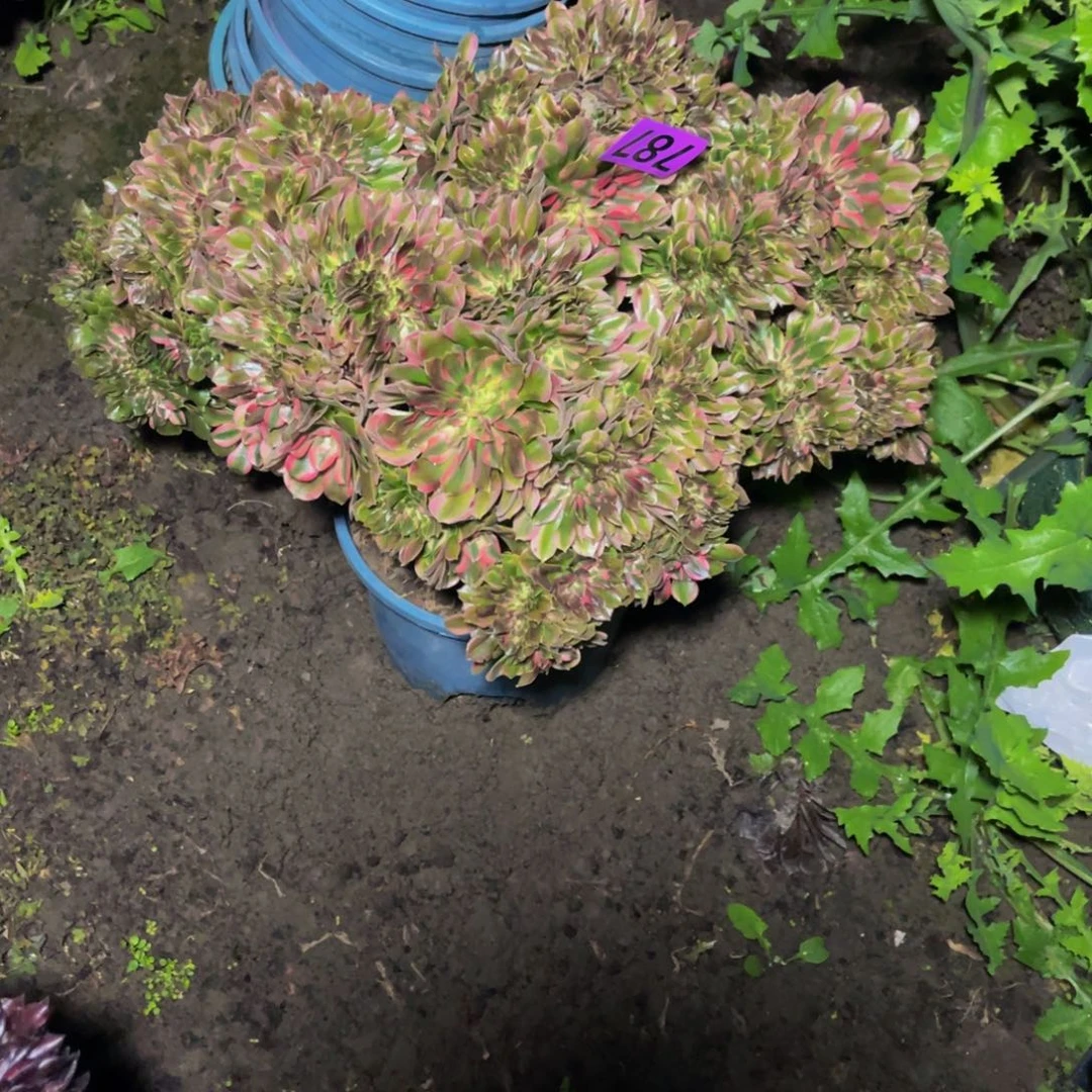 香妃法师26//////46包邮