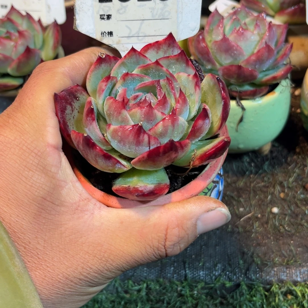 惊鸿一瞥616号多肉