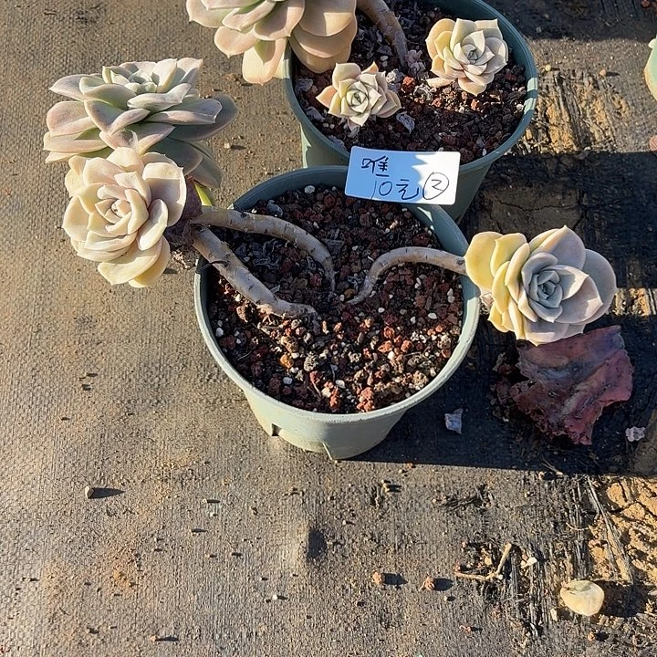 唯***e多肉植物一物一拍