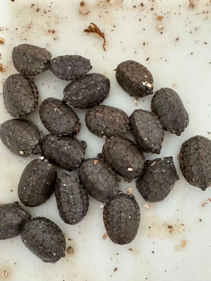 直播间链接龟苗果核苗活体宠物观赏龟