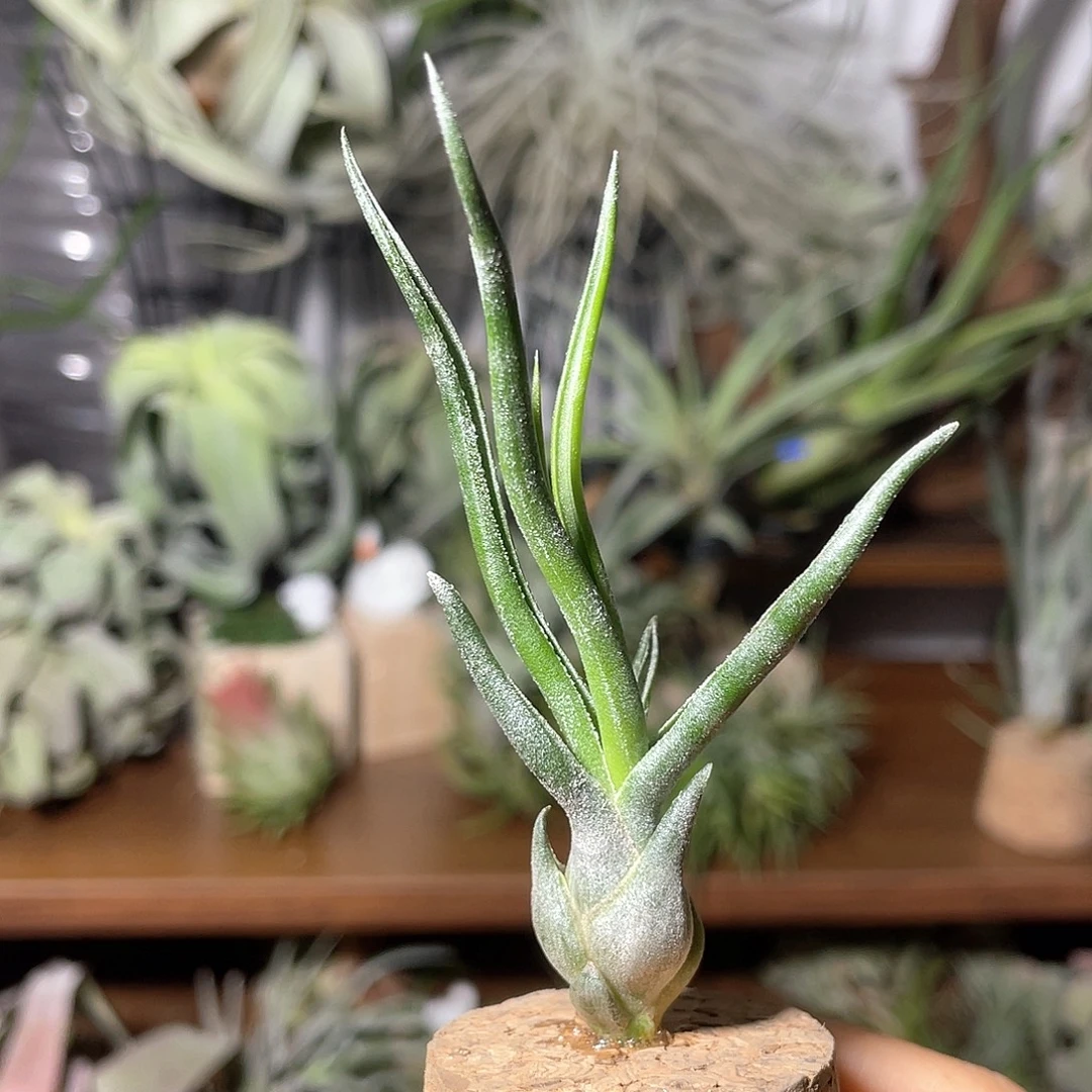 章鱼卷侧芽 空气凤梨