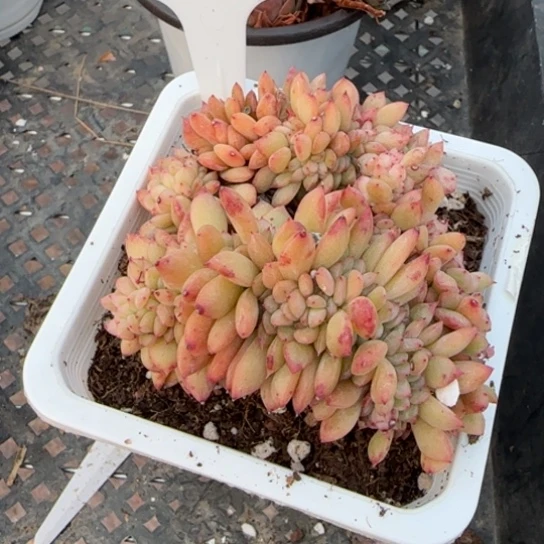 128星2缀一物一拍多肉