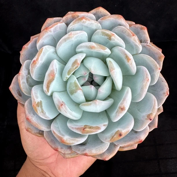 橙梦露 脱土裸根发货 云南基地直发多肉植物