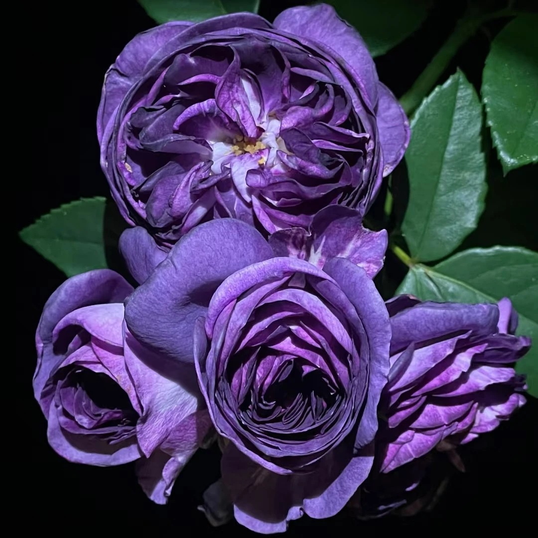 河本【圣十字军】月季花苗现货粉紫色河本纯子出品