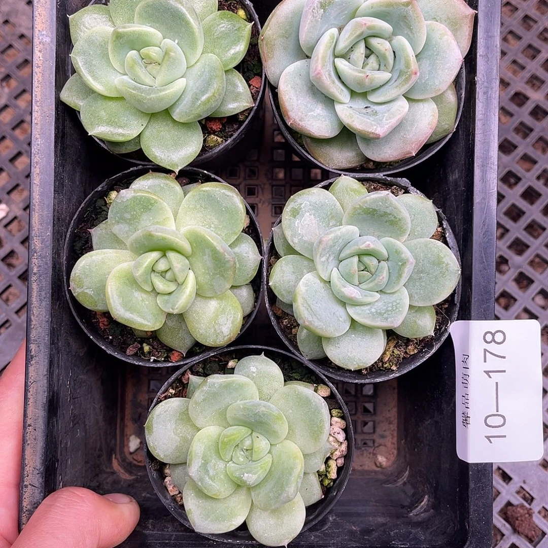 多肉一物一拍10-178